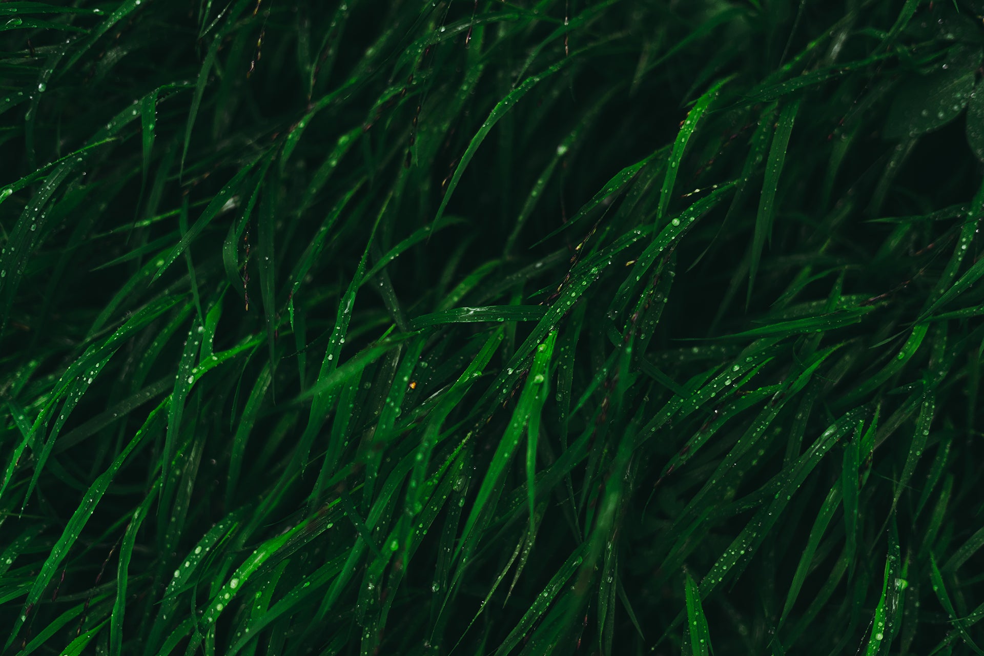 Can Algae Unlock Secrets To Health?